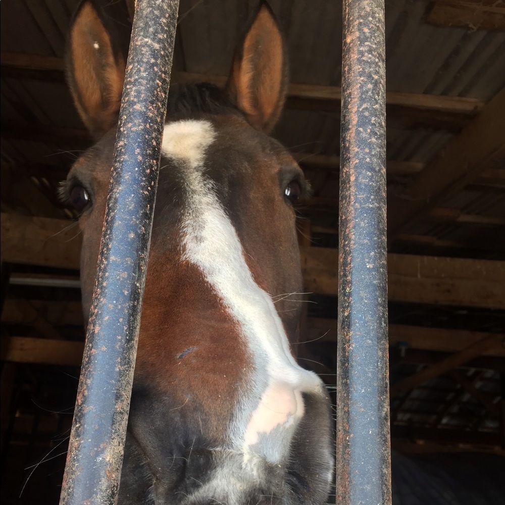 Meet your Posher, Ruby